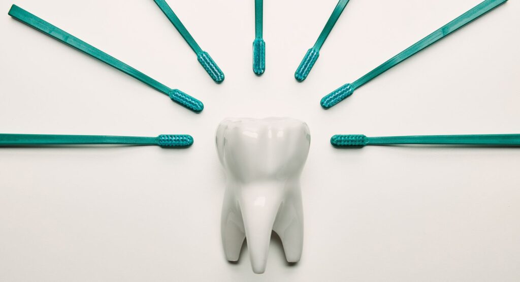Tooth model and toothbrushes symbolising aftercare, longevity and maintenance of composite veneers.